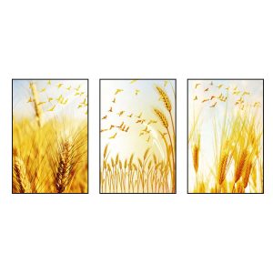 Bộ tranh canvas đẹp bông lúa vàng