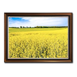 Bức tranh đẹp hình ảnh cánh đồng hoa cải vàng