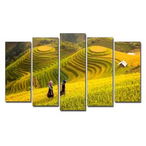 Tranh ruộng bậc thang mà lúa chín đẹp