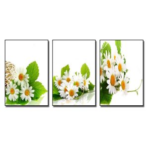 Bộ 3 bức tranh đẹp hình ảnh hoa cúc họa mi trắng