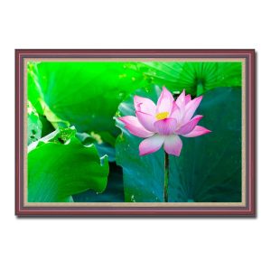 Bức tranh treo tường đẹp hình ảnh bông hoa sen hồng nổi bật trên nền lá màu xanh lục mát dịu