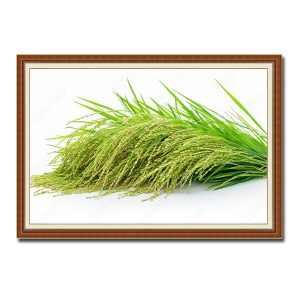 Bức tranh treo tường đẹp hình ảnh những bông lúa đang độ chín tới thường được dùng để làm cốm