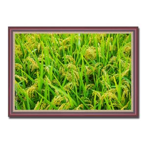 Một bức tranh treo tường đẹp chụp hình ảnh ruộng lúa với những bông dần ngả vàng vào độ chín trên nền lá xanh dịu mát