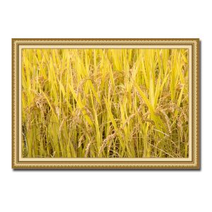 Bức tranh treo tường đẹp hình ảnh ruộng lúa chín vàng với những bông uốn cong trĩu quả
