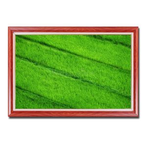 Bức tranh treo tường đẹp ấn tượng với màu xanh ngắt của những thửa ruộng lúa xanh đang độ bén chân