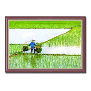 Bức tranh treo tường đẹp hình ảnh người phụ nữ gánh mạ ra ruộng cấy