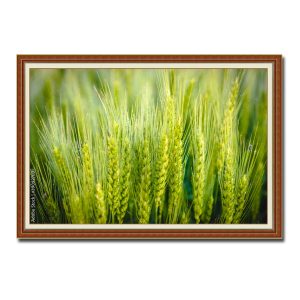 Bức tranh treo tường đẹp hình ảnh những bông lúa mạch xanh