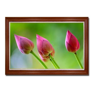 Bức tranh đẹp hình ảnh những nụ sen hồng nổi bật trên nền xanh mờ ảo