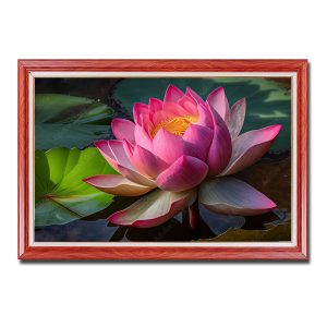 Bức tranh treo tường đẹp hình ảnh bông sen hồng cỡ lớn trong đầm sen