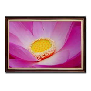 Bức tranh đẹp hình ảnh cận cảnh phóng lớn một bồng hoa sen cánh hồng nhụy vàng