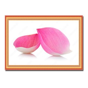 Bức tranh treo tường khổ ngang có khung đẹp hình ảnh 2 cánh hoa sen hồng nghệ thuật