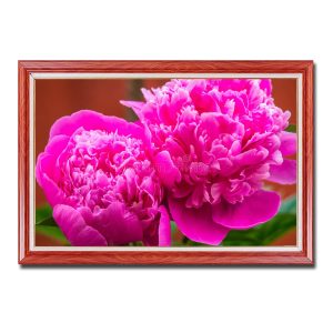 Bức tranh khổ ngang có khung đẹp hình ảnh 2 bông hoa mẫu đơn màu đỏ rực rỡ