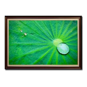 Bức tranh đẹp hình ảnh giọt nước sương trong vắt trên lá sen xanh