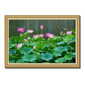 Bức tranh đẹp hình ảnh đầm sen xanh mát với rất nhiều hoa và nụ