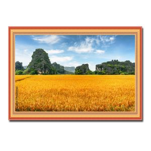 Cánh đồng lúa chín vàng báo hiệu mùa màng bội thu trong bức tranh phong cảnh Ninh Bình đẹp
