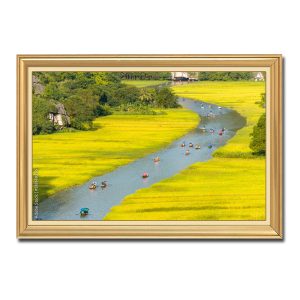 Một bức tranh đẹp phong cảnh sông Ngô Đồng và cánh đồng lúa chín vàng óng