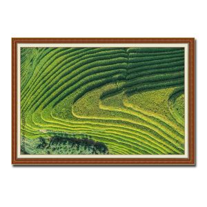 Bức tranh treo tường đẹp hình ảnh ruộng lúa bậc thang xanh mướt Amia29507