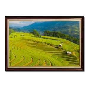 Hình ảnh những thửa ruộng lúa bậc thang đẹp trong bức tranh treo tường có khung Amia05186