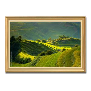 Tranh treo tường đẹp nắng vàng trên những thửa ruộng bậc thang Amia10405