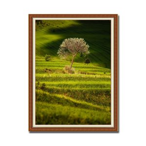 Bức tranh treo tường đẹp hình ảnh cây giữa những thửa ruộng bậc thang Amia29489