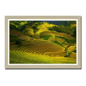 Bức tranh đẹp hình ảnh ruộng lúa bậc thang Amia72345