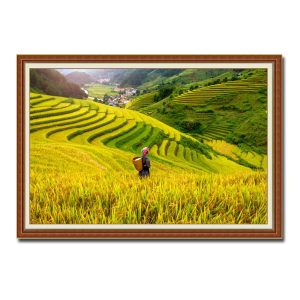 Bức tranh treo tường đẹp hình ảnh cô gái Tây Bắc trên ruộng lúa bậc thang chín vàng Amia01227