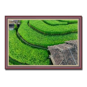 Bức tranh treo tường đẹp hình ảnh nhà sàn mái lá và những thửa ruộng lúa bậc thang xanh mướt Amia41651
