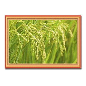 Bức tranh đẹp hình ảnh ruộng lúa nếp với những bông trĩu quả uốn câu