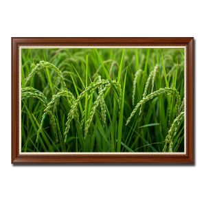 Tranh treo tường đẹp hình ảnh ruộng lúa xanh mướt với những bông dài trĩu quả