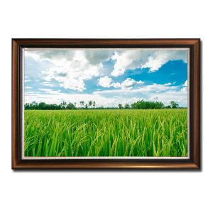 Bầu trời xanh mây trắng và cánh đồng lúa xanh mướt đang trổ bông trong bức tranh phong cảnh đẹp