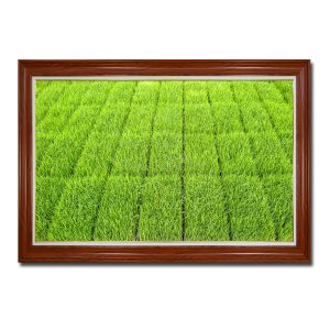 Bức tranh treo tường đẹp hình ảnh ruộng lúa xanh được chia các ô và hàng đều tăm tắp đẹp mắt