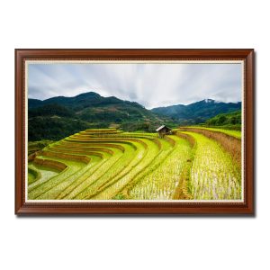 Bức tranh treo tường đẹp ruộng bậc thang lúa mới cấy