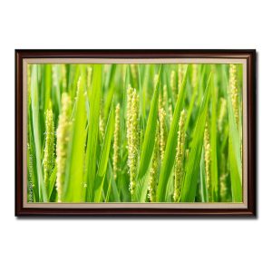 Bức tranh treo tường đẹp hình ảnh cận cảnh những bông lúa đang trổ hoa