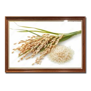 Bức tranh treo tường hình ảnh những hạt gạo trắng và bông lúa chín vàng