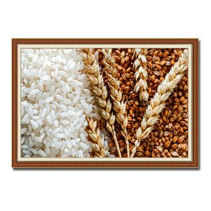 Tranh treo tường đẹp hình ảnh gạo ta trắng và gạo lúa bạch nâu đỏ