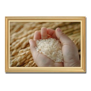 Bức tranh đẹp hình ảnh gạo trắng trong đôi bàn tay với nền là những bông lúa chín