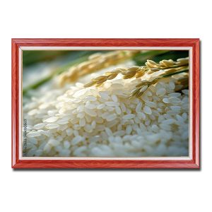 Tranh treo tường đẹp hình ảnh gạo trắng và bông lúa chín vàng