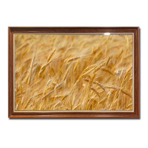 Toàn bộ khung hình bức tranh là những bông lúa mạch đang độ chín