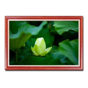 Nụ hoa sen trắng đang bung nở đẹp trong đầm sen xanh mát