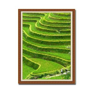Bức tranh treo tường khổ dọc đẹp hình ảnh ruộng bậc thang lúa xanh tốt