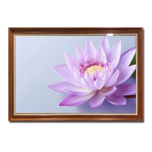 Bức tranh treo tường đẹp hình ảnh một bông hoa súng tím nhạt tinh khôi