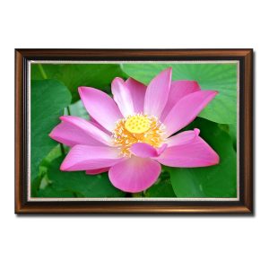 Bức tranh treo tường đẹp hình ảnh một bông hoa sen hồng nổi bật trên nền lá màu xanh lục