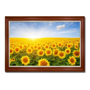 Bức tranh treo tường cánh đồng hoa hướng dương nở rực vàng và ánh nắng mặt trời lan tỏa ấm áp