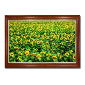 Bức tranh treo tường đẹp hình ảnh hàng triệu bông hoa hướng dương rực rỡ trên cánh đồng