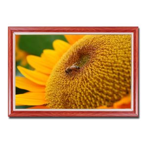 Bức tranh đẹp hình ảnh bông hoa hướng dương đang độ vào hạt