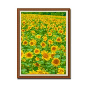 Bức tranh khổ đứng đẹp hình ảnh cánh đồng hoa hướng dương