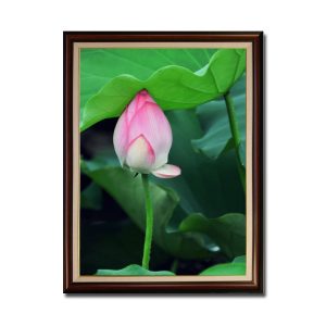 Bức tranh khổ đứng đẹp hình ảnh nụ sen hồng lấp ló dưới tán lá xanh