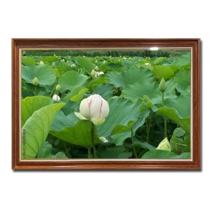 Bức tranh treo tường đẹp hình ảnh đầm hoa sen trắng xanh tốt mát lành