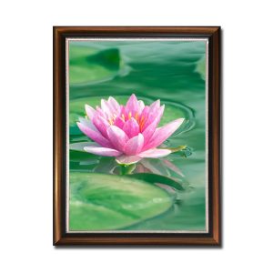 Tranh khổ đứng đẹp hình ảnh bông hoa súng hồng nổi bật giữa đầm