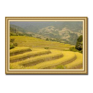 Bức tranh treo tường hình ảnh ruộng bậc thang lúa chín vàng đẹp Amia91713